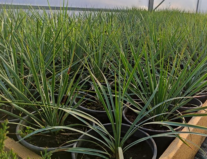 Yucca rostrata